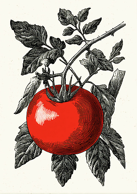 JPG 식물 디자인 컬러 백그라운드 잎 농업 토마토 채소 일러스트 자연 건강 빨간색 농사 깨끗함 그림 유기농 원예 복고 국내일러스트 AI일러스트 AI콘텐츠 웰빙 산업 컨셉 취미 생태계 파일형식