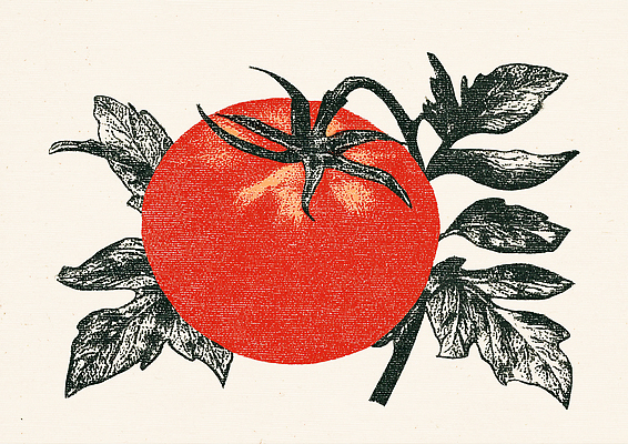 JPG 식물 디자인 열매 예술 음식 컬러 잎 농업 토마토 일러스트 식재료 자연 요리 농작물 농촌 신선 체험 그림 원예 뷰티풀 국내일러스트 AI일러스트 AI콘텐츠 산업 컨셉 채소 취미 시골 생태계 파일형식