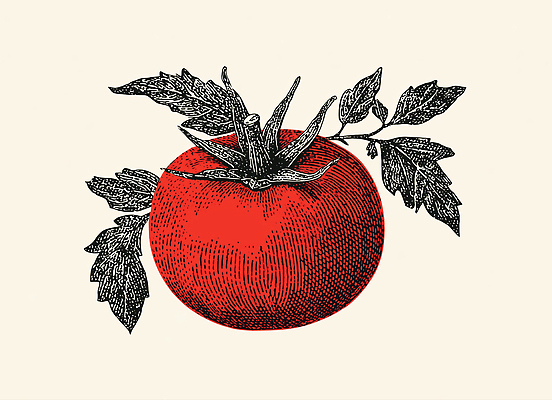 JPG 식물 디자인 행복 예술 잎 농업 토마토 채소 일러스트 자연 건강 빨간색 정원 식사 신선 유기농 국내일러스트 AI일러스트 AI콘텐츠 웰빙 감정 산업 컬러 생태계 파일형식