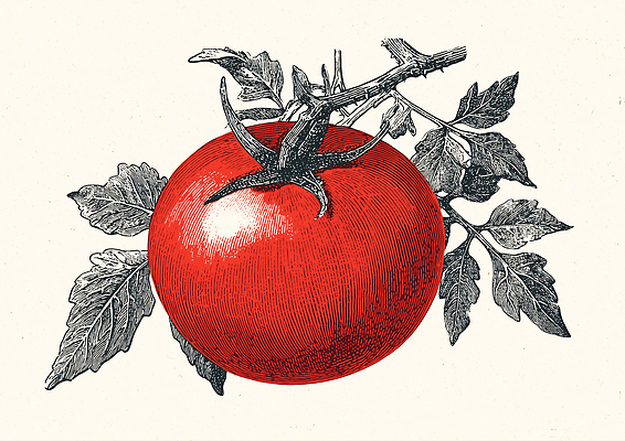 JPG 식물 열매 잎 농업 토마토 채소 과일 일러스트 자연 생명 가지 건강 풍경 빨간색 여름 농작물 정원 성장 신선 디테일 국내일러스트 AI일러스트 AI콘텐츠 계절 산업 컬러 생태계 파일형식