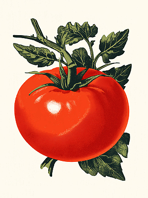 JPG 식물 토마토 채소 과일 일러스트 자연 풍경 빨간색 여름 농작물 농장 정원 농사 수확 신선 맛 유기농 국내일러스트 AI일러스트 AI콘텐츠 웰빙 계절 컬러 컨셉 농업 생태계 파일형식