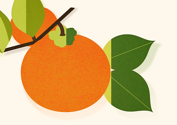 PSD 식물 디자인 열매 예술 컬러 잎 과일 일러스트 자연 가지 귤 그래픽 주황색 원형 모던 귤나무 국내일러스트 도형 나무 채소 생태계 파일형식