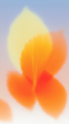 JPG 꽃잎 감정 여유 컬러 일러스트 자연 하늘 풍경 여름 빛 햇빛 저녁 부드러움 조화 뷰티풀 오후 국내일러스트 AI일러스트 AI콘텐츠 계절 꽃 태양 감각 야간 생태계 파일형식