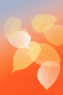 JPG 디자인 계절 예술 백그라운드 잎 패턴 일러스트 자연 조명 따뜻함 풍경 세계 디지털 가을 부드러움 조화 뷰티풀 색감 국내일러스트 AI일러스트 AI콘텐츠 식물 무늬 감각 생태계 파일형식