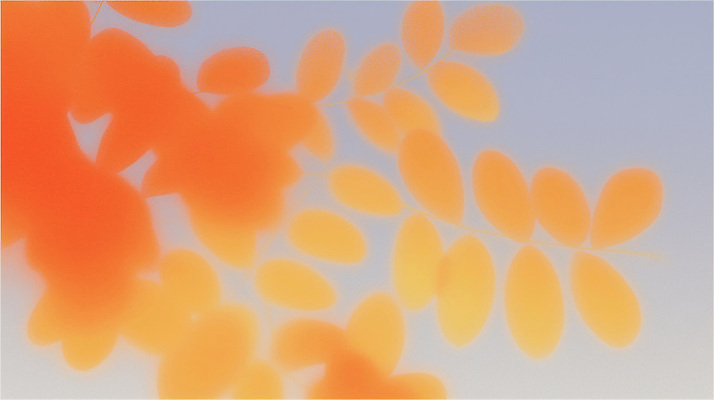 JPG 식물 그릇 계절 이동 잎 일러스트 자연 하늘 생명 풍경 햇빛 평화 주황색 감상 가을 변화 조화 뷰티풀 색감 색채 국내일러스트 AI일러스트 AI콘텐츠 식기 컬러 컨셉 태양 생태계 파일형식