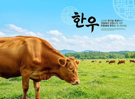 PSD 편집이미지 전통 자연 하늘 한국 건강 풍경 초원 농장 갈색 목장 소 한우 접착풀 이미지편집 아시아 컬러 농업 포유류 문구용품 소고기 풀_접착제 생태계 파일형식