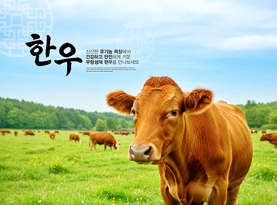 PSD 동물 편집이미지 여유 자연 건강 야외 농장 목초지 소 축산업 유기농 생태계 한우 접착풀 이미지편집 웰빙 감정 산업 농업 포유류 문구용품 목장 소고기 풀_접착제 파일형식 초원_자연