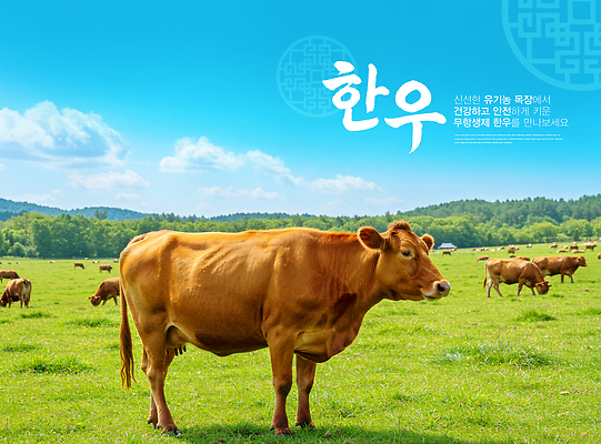 PSD 편집이미지 농업 자연 건강 초원 여름 환경 가축 자유 농촌 신선 소 축산업 먹이 한우 접착풀 이미지편집 동물 계절 산업 컨셉 포유류 문구용품 소고기 시골 풀_접착제 생태계 파일형식