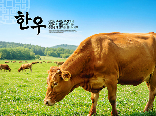 PSD 편집이미지 백그라운드 자연 유제품 건강 초원 농장 평화 목초지 목장 소 축산업 한우 자원 접착풀 이미지편집 산업 컨셉 농업 포유류 문구용품 소고기 풀_접착제 생태계 파일형식 초원_자연