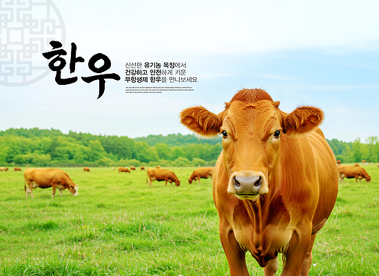 PSD 편집이미지 자연 건강 초원 농장 환경 가축 목장 자유 소 축산업 유기농 한우 먹이사슬 이미지편집 동물 웰빙 산업 컨셉 농업 포유류 소고기 생태계 파일형식