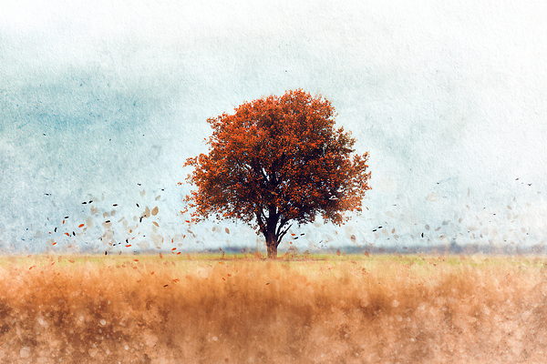 JPG 나무 컬러 단풍 일러스트 자연 생명 바람 나뭇잎 풍경 초원 일상 환경 고요 일몰 산책 가을 고독 조화 뷰티풀 국내일러스트 AI일러스트 AI콘텐츠 자연요소 식물 계절 감정 잎 날씨 휴식 라이프 노을 생태계 파일형식