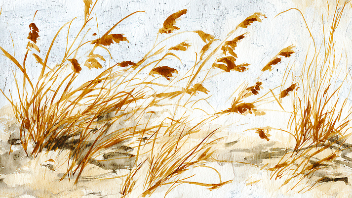 JPG 식물 예술 일러스트 자연 하늘 바람 수채화 갈대 풍경 해변 평화 일몰 산책 연습 오후 창의력 아크릴 국내일러스트 멸종위기종 AI일러스트 AI콘텐츠 자연요소 바다 컨셉 재질 날씨 휴식 노을 생태계 파일형식