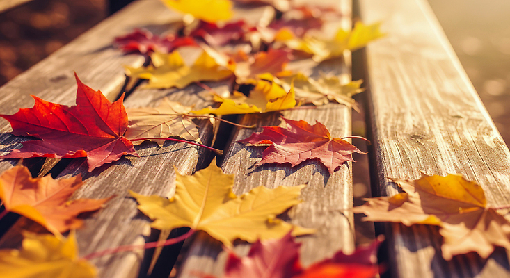 JPG 편집이미지 컬러 단풍 잎 자연 휴식 나뭇잎 따뜻함 풍경 햇빛 평화 가을풍경 가을 떨어짐 뷰티풀 편집실사 AI포토 AI콘텐츠 식물 계절 컨셉 태양 CG 생태계 파일형식 가을_계절