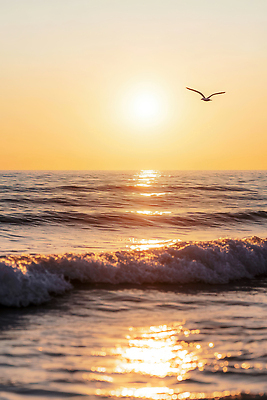 JPG 편집이미지 여유 물결 바다 컬러 자연 조류 하늘 생명 빛 태양 평화 일몰 저녁 화사함 수평선 편집실사 AI포토 AI콘텐츠 자연요소 동물 감정 컨셉 노을 야간 CG 생태계 파일형식