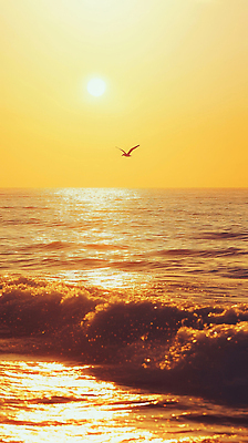 JPG 편집이미지 파도 바다 자연 조류 하늘 풍경 해변 태양 평화 일몰 비행 저녁 편집실사 AI포토 AI콘텐츠 자연요소 동물 컨셉 노을 야간 CG 생태계 파일형식