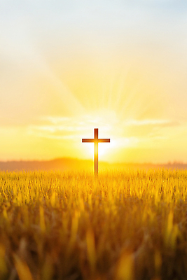 JPG 편집이미지 종교 십자가 자연 하늘 아침 풍경 빛 농작물 태양 평화 일출 희망 농촌 밀밭 편집실사 AI포토 AI콘텐츠 주간 자연요소 감정 컨셉 밭 농업 노을 시골 밀 CG 생태계 파일형식