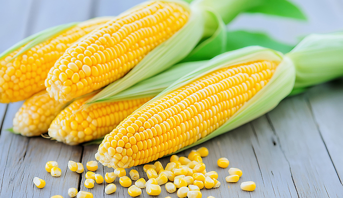 JPG 편집이미지 음식 채소 식재료 자연 건강 옥수수 농작물 농장 노란색 수확 신선 알맹이 제철 편집실사 AI포토 AI콘텐츠 컬러 농업 곡류 CG 생태계 파일형식