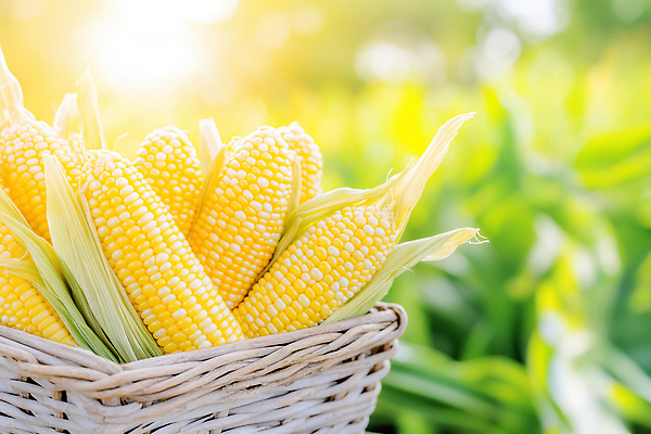 JPG 편집이미지 채소 자연 옥수수 여름 파란색 농작물 햇빛 농장 노란색 바구니 농사 수확 신선 농부 편집실사 AI포토 AI콘텐츠 직업 계절 컬러 농업 곡류 태양 CG 생태계 파일형식