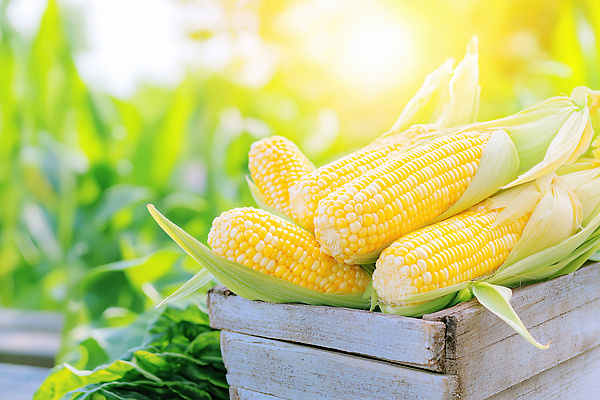 JPG 편집이미지 농업 채소 자연 옥수수 풍경 여름 파란색 농작물 햇빛 농장 농사 수확 신선 나무상자 편집실사 AI포토 AI콘텐츠 계절 산업 컬러 곡류 상자 태양 CG 생태계 파일형식