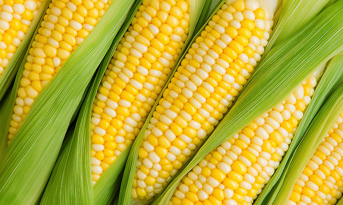 JPG 편집이미지 디자인 음식 백그라운드 잎 자연 건강 옥수수 농작물 노란색 농사 수확 신선 시장 비타민 편집실사 AI포토 AI콘텐츠 식물 컬러 농업 곡류 CG 생태계 영양소 파일형식