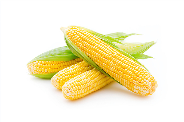 JPG 편집이미지 채소 자연 곡류 건강 옥수수 초록색 여름 농작물 노란색 수확 신선 맛 식자재 편집실사 AI포토 AI콘텐츠 영양군 계절 컬러 컨셉 농업 경상북도 CG 생태계 파일형식