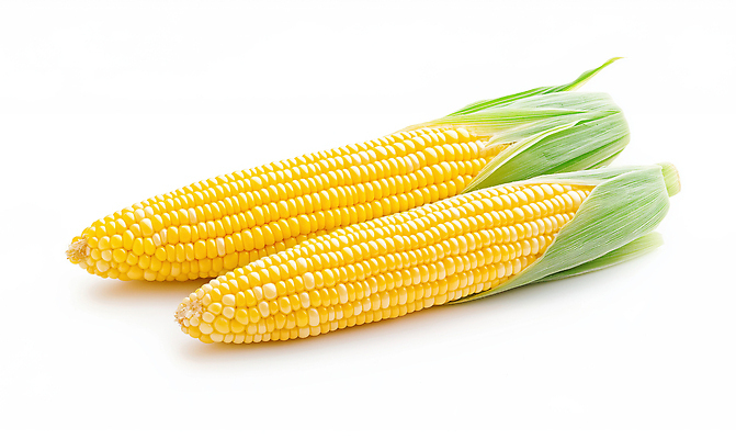 JPG 편집이미지 음식 채소 자연 옥수수 요리 농작물 농장 노란색 두개 수확 신선 낟알 유기농 건강식 나란히 편집실사 AI포토 AI콘텐츠 웰빙 컬러 2 농업 곡류 CG 생태계 파일형식