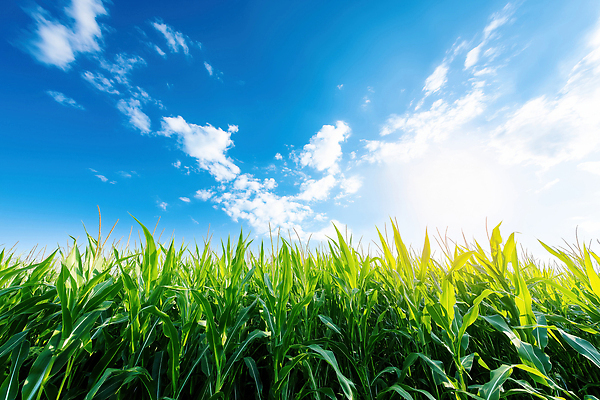 JPG 식물 구름 편집이미지 농업 자연 하늘 생명 건강 옥수수 풍경 초록색 햇빛 농장 평화 성장 농촌 편집실사 AI포토 AI콘텐츠 자연요소 산업 컬러 컨셉 곡류 태양 시골 CG 생태계 파일형식