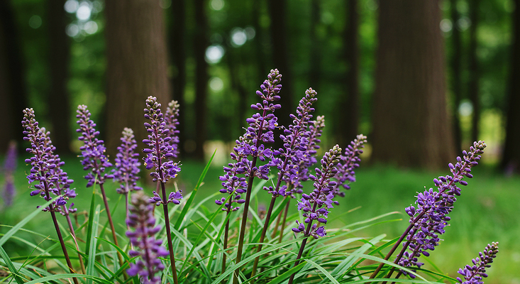 JPG 나무 식물 편집이미지 꽃 자연 생명 풍경 평화 보라색 숲 생태계 조화 맥문동 뷰티풀 편집실사 AI포토 AI콘텐츠 컬러 컨셉 CG 파일형식