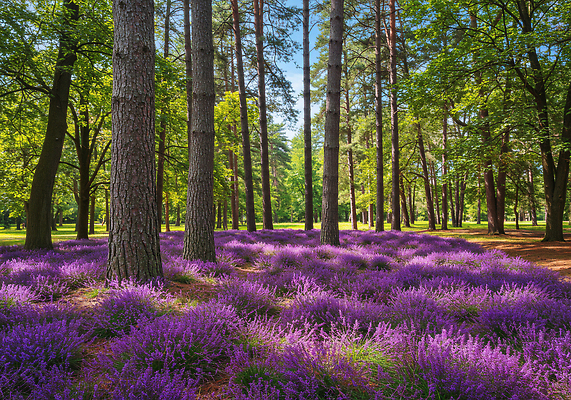 JPG 나무 편집이미지 공원 꽃 자연 생명 풍경 초록색 여름 햇빛 평화 보라색 숲 만개 맥문동 수목 경관 편집실사 AI포토 AI콘텐츠 식물 계절 공공시설 컬러 컨셉 태양 CG 생태계 파일형식