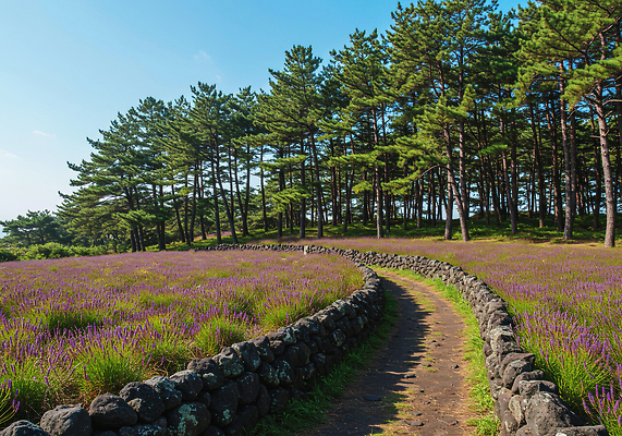 JPG 편집이미지 여행 꽃밭 자연 풍경 여름 제주도 평화 감상 산책로 소나무 숲 라벤더 맥문동 편집실사 AI포토 AI콘텐츠 나무 식물 계절 꽃 길 컨셉 한국 허브 CG 생태계 파일형식