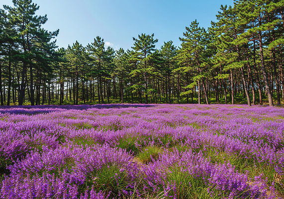 JPG 편집이미지 계절 꽃 자연 하늘 풍경 초원 야외 초록색 평화 소나무 숲 생태계 만개 맥문동 뷰티풀 편집실사 AI포토 AI콘텐츠 나무 식물 컬러 컨셉 CG 파일형식
