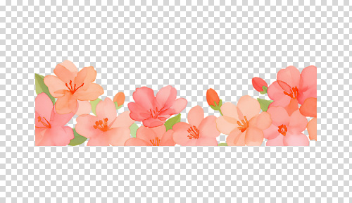 편집이미지 디자인 꽃잎 꽃 예술 컬러 백그라운드 자연 수채화 장식 봄 부드러움 화사함 감성 조화 PNG 식물 계절 컨셉 감각 생태계 파일형식