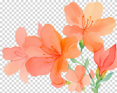 식물 편집이미지 꽃잎 컬러 자연 생명 정원 봄 원예 조화 PNG 만개 계절 꽃 취미 생태계 파일형식