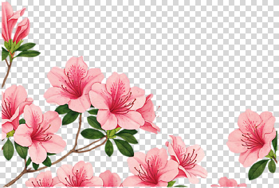 식물 편집이미지 꽃 분홍색 잎 자연 풍경 햇빛 정원 봄 관찰 꽃집 철쭉 PNG 만개 계절 컬러 모션 태양 상점 생태계 파일형식