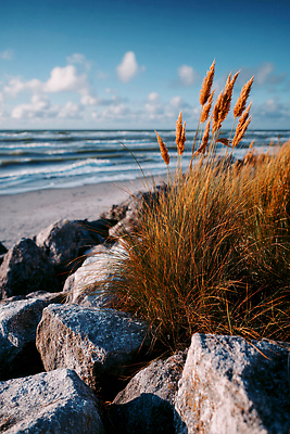 JPG 편집이미지 물결 바다 자연 하늘 갈대 풍경 해변 여름 일몰 습기 돌_바위 생태계 조화 뷰티풀 편집실사 AI포토 AI콘텐츠 식물 계절 노을 CG 파일형식
