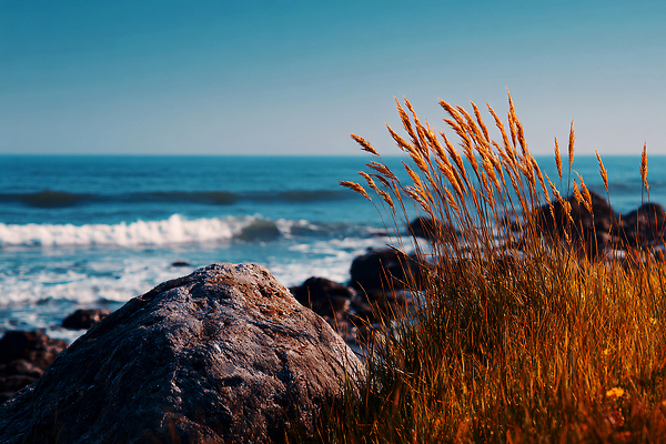 JPG 편집이미지 파도 바다 자연 바람 날씨 갈대 풍경 해변 여름 파란색 햇빛 바위 민들레 조화 편집실사 AI포토 AI콘텐츠 자연요소 식물 계절 꽃 컬러 태양 돌_바위 CG 생태계 파일형식