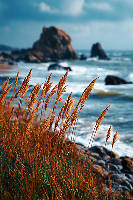 JPG 편집이미지 파도 바다 자연 날씨 갈대 풍경 해변 평화 환경 탐험 가을 바위 생태계 수평선 편집실사 AI포토 AI콘텐츠 식물 계절 컨셉 돌_바위 CG 파일형식