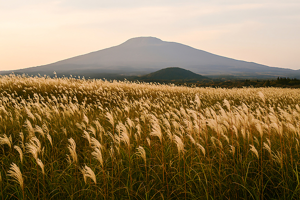 JPG 편집이미지 자연 하늘 바람 풍경 초원 제주도 농경지 일몰 저녁 숲 억새 조화 한라산 뷰티풀 편집실사 AI포토 AI콘텐츠 자연요소 식물 날씨 산 한국 농장 노을 야간 CG 생태계 파일형식