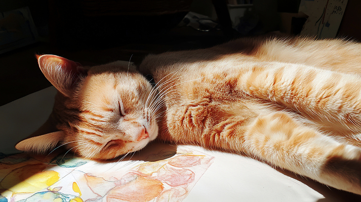 JPG 동물 편집이미지 휴식 털 실내 여름 햇빛 평화 고양이 관찰 잠 포근함 편안함 낮잠 편집실사 AI포토 AI콘텐츠 계절 컨셉 포유류 모션 내부 반려동물 태양 감각 CG 파일형식