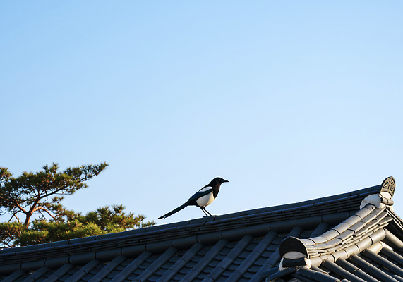 JPG 나무 동물 편집이미지 전통 자연 조류 하늘 지붕 한국 기와집 앉기 풍경 생태 딱따구리 편집실사 AI포토 AI콘텐츠 식물 아시아 모션 한옥 CG 생태계 파일형식