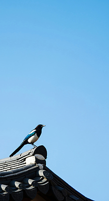 JPG 동물 편집이미지 전통 자연 조류 하늘 아침 지붕 주택 한국 풍경 파란색 고요 흰색 관찰 까치 편집실사 AI포토 AI콘텐츠 주간 아시아 컬러 모션 건물 CG 생태계 파일형식