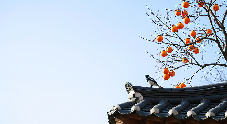 JPG 나무 동물 편집이미지 전통 계절 자연 조류 하늘 지붕 한옥 한국 감 풍경 주황색 감나무 편집실사 AI포토 AI콘텐츠 식물 한국전통 아시아 컬러 고건축 과일 CG 생태계 파일형식