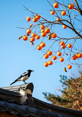 JPG 나무 동물 편집이미지 자연 하늘 지붕 가지 한국 감 앉기 풍경 주황색 가을 시골 감나무 까마귀 편집실사 AI포토 AI콘텐츠 식물 계절 아시아 컬러 채소 과일 모션 조류 CG 생태계 파일형식