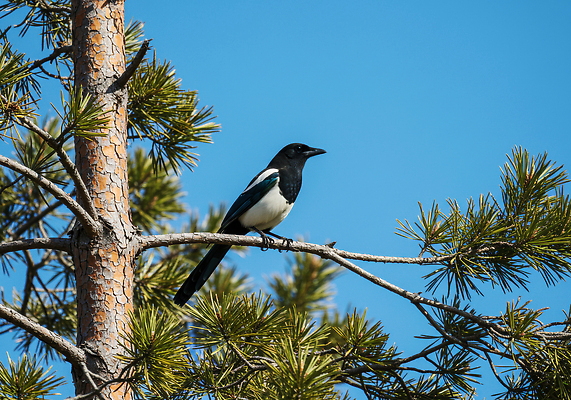 JPG 동물 편집이미지 자연 조류 하늘 생명 가지 여름 평화 맑음 관찰 소나무 생태 숲 편집실사 AI포토 AI콘텐츠 나무 계절 컨셉 채소 모션 날씨 CG 생태계 파일형식
