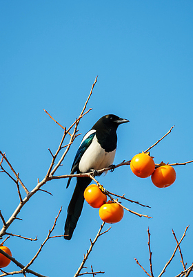 JPG 나무 동물 편집이미지 자연 조류 하늘 가지 감 주황색 나뭇가지 관찰 생태 비둘기 까치 새소리 편집실사 AI포토 AI콘텐츠 식물 컬러 채소 과일 모션 CG 생태계 파일형식