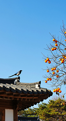 JPG 나무 편집이미지 과일 자연 조류 하늘 지붕 풍경 야외 주황색 가을 농촌 감나무 즐거움 새소리 편집실사 AI포토 AI콘텐츠 식물 동물 계절 감정 컬러 감 시골 CG 생태계 파일형식