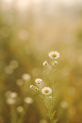 JPG 식물 편집이미지 꽃 꽃밭 자연 생명 아침 국화 풍경 초원 초록색 햇빛 평화 뷰티풀 편집실사 AI포토 AI콘텐츠 주간 컬러 컨셉 태양 CG 생태계 파일형식