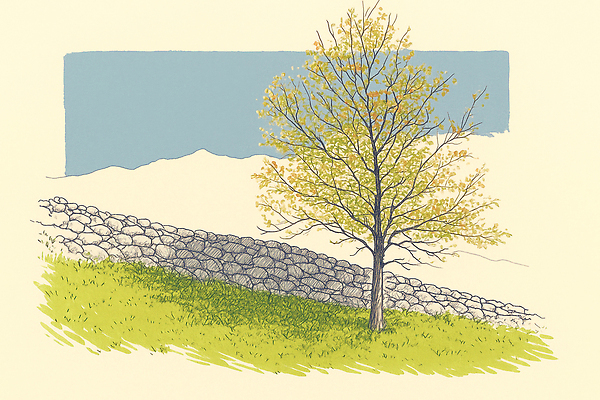 JPG 나무 컬러 일러스트 자연 돌담 잔디 초원 일상 환경 고요 봄 돌_바위 땅 질감 지역 산들바람 접착풀 풍경화 국내일러스트 AI일러스트 AI콘텐츠 식물 계절 바람 문구용품 라이프 담장 풀_접착제 그림 생태계 파일형식