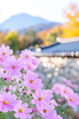 JPG 식물 편집이미지 전통 꽃 백그라운드 자연 휴식 산 풍경 건물 평화 고요 가을 코스모스 뷰티풀 색감 편집실사 AI포토 AI콘텐츠 건축물 계절 컨셉 CG 생태계 파일형식