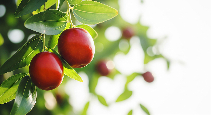 JPG 나무 편집이미지 잎 농업 과일 자연 하늘 생명 풍경 빨간색 여름 수확 성장 과수원 대추 편집실사 AI포토 AI콘텐츠 식물 계절 산업 컬러 CG 생태계 파일형식